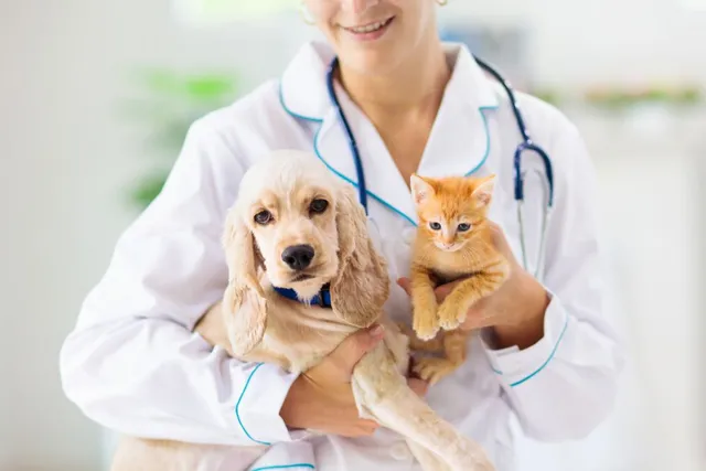 ветеринарная клиника vetcitypets Taking Care of Your Pet Health